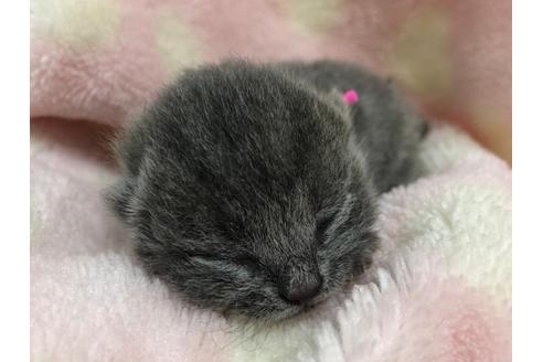 成約済の千葉県のブリティッシュショートヘア-15322の6枚目