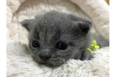 成約済の千葉県のブリティッシュショートヘア-15323の5枚目