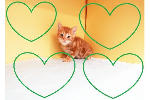 成約済の東京都のアメリカンショートヘア-15250の1枚目