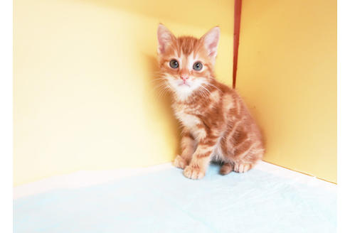 成約済の東京都のアメリカンショートヘア-15250の2枚目