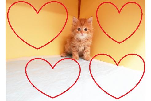 成約済の東京都のマンチカン-15251の1枚目