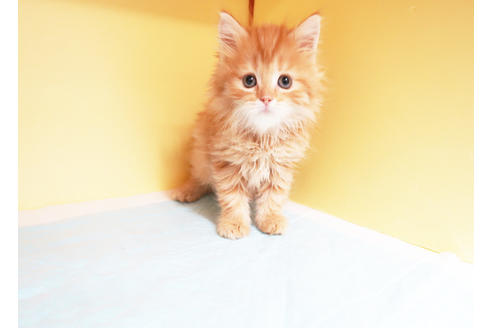 成約済の東京都のマンチカン-15251の2枚目