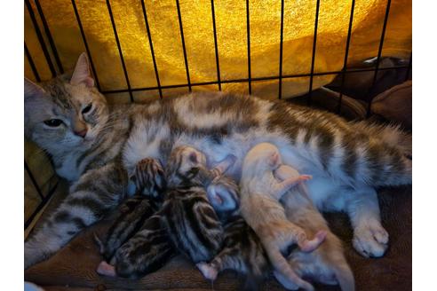 大阪府のアメリカンショートヘア 女の子 21 06 28生まれ ブルーちゃん 仮名 アメショー ペルシャのミックスちゃんです カード決済のかたはご相談ください 子猫id 子猫ブリーダーナビ