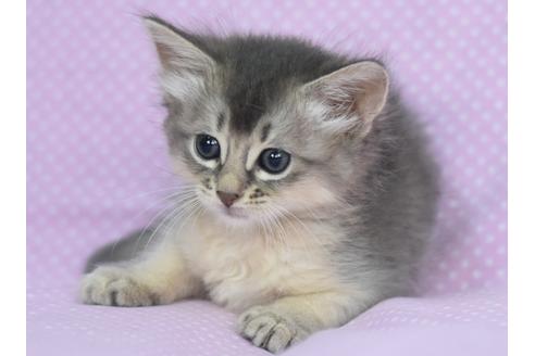 大阪府のソマリ 女の子 21 05 15生まれ ブルー 子猫id 子猫ブリーダーナビ