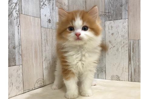 成約済の山梨県のスコティッシュフォールド-15278の5枚目