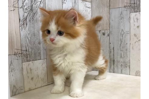 成約済の山梨県のスコティッシュフォールド-15278の4枚目