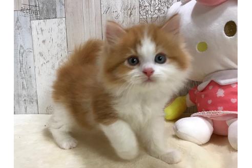 成約済の山梨県のスコティッシュフォールド-15278の2枚目