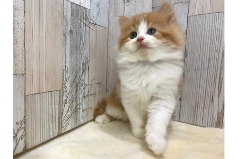 成約済の山梨県のスコティッシュフォールド-15276の5枚目