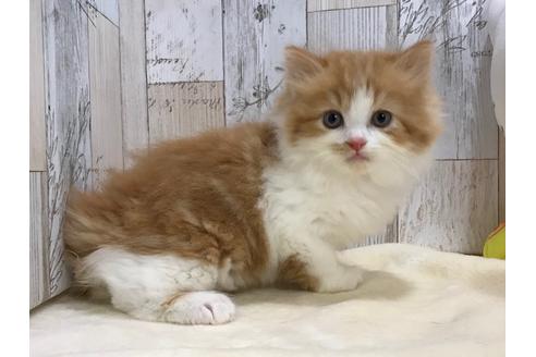 成約済の山梨県のスコティッシュフォールド-15276の4枚目