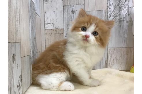 成約済の山梨県のスコティッシュフォールド-15276の1枚目