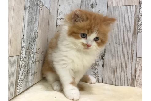 成約済の山梨県のスコティッシュフォールド-15276の3枚目