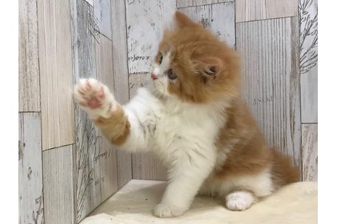 成約済の山梨県のスコティッシュフォールド-15276の2枚目
