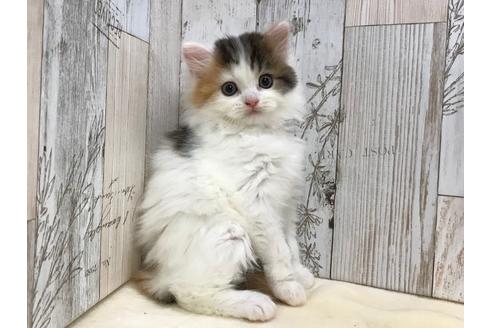 成約済の山梨県のスコティッシュフォールド-15277の5枚目