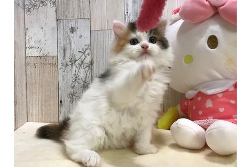 成約済の山梨県のスコティッシュフォールド-15277の3枚目