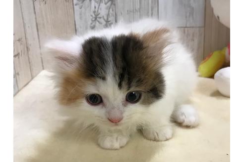 成約済の山梨県のスコティッシュフォールド-15277の4枚目