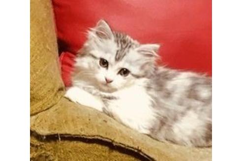 北海道のマンチカン 女の子 21 03 生まれ 綺麗な毛並みのダイリュートキャリコ 超美人 子猫id 子猫ブリーダーナビ 北海道のマンチカン 女の子 21 03 生まれ 綺麗な毛並みのダイリュートキャリコ 超美人 子猫id 子猫ブリーダーナビ