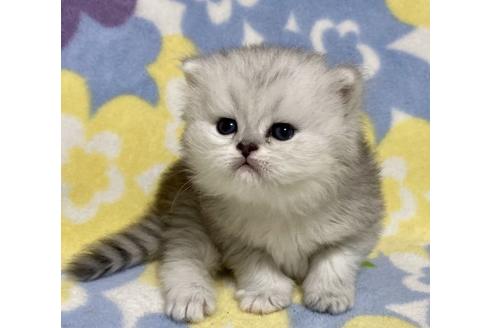 成約済の神奈川県のペルシャ(チンチラ)-15289の2枚目