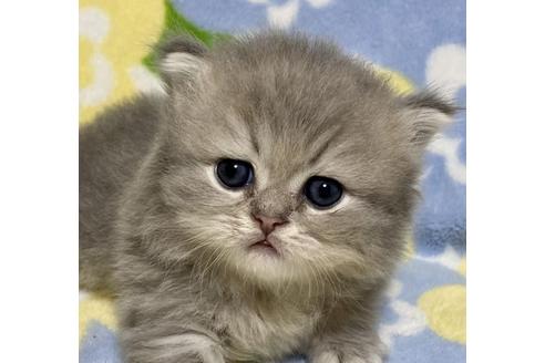 ペルシャ チンチラ の子猫を探す 子猫ブリーダーナビ ペルシャ チンチラ の子猫を探す 子猫ブリーダーナビ