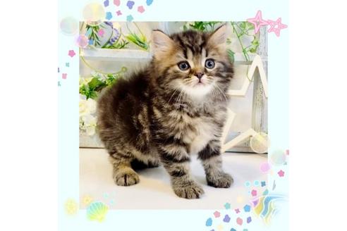 成約済の大阪府のスコティッシュフォールド-15316