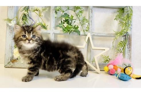 成約済の大阪府のスコティッシュフォールド-15316の6枚目