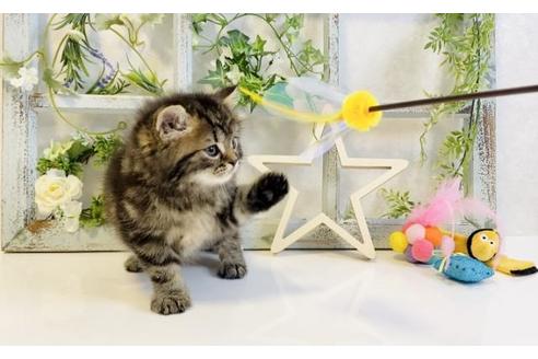 成約済の大阪府のスコティッシュフォールド-15316の5枚目