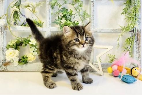 成約済の大阪府のスコティッシュフォールド-15316の4枚目