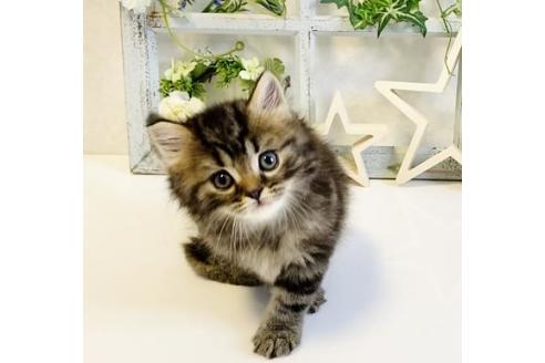 成約済の大阪府のスコティッシュフォールド-15316の3枚目