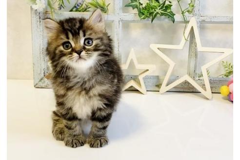 成約済の大阪府のスコティッシュフォールド-15316の2枚目