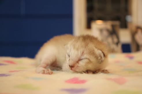 成約済の大阪府のシンガプーラ-15374の3枚目