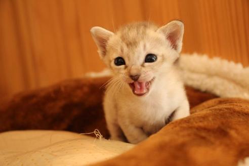 成約済の大阪府のシンガプーラ-15375の4枚目