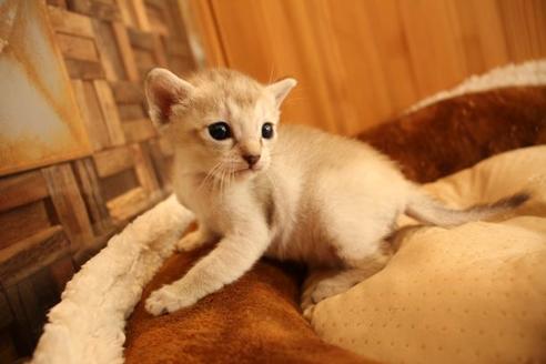 成約済の大阪府のシンガプーラ-15375の5枚目