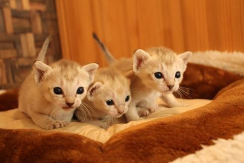 成約済の大阪府のシンガプーラ-15375の6枚目