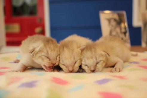 成約済の大阪府のシンガプーラ-15375の2枚目