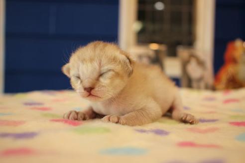 成約済の大阪府のシンガプーラ-15375の3枚目