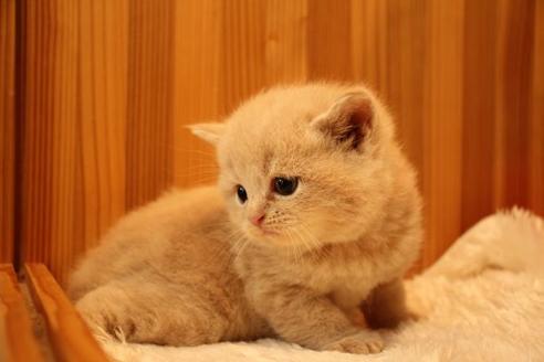 成約済の大阪府のスコティッシュフォールド-15379の4枚目