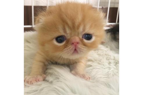 大阪府のエキゾチックショートヘア 男の子 21 06 17生まれ レッドタビー 子猫id 子猫ブリーダーナビ