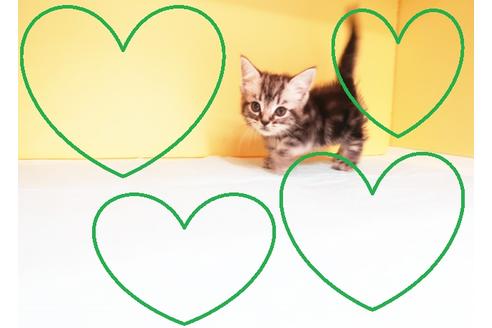 成約済の東京都のマンチカン-15408