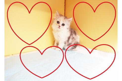 成約済の東京都のミヌエット-15252