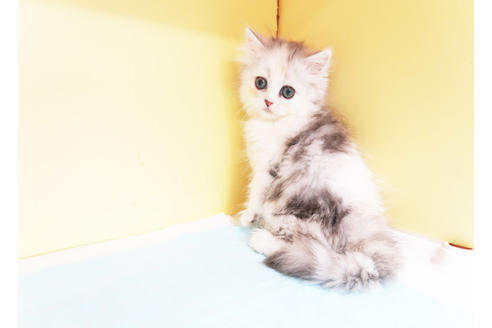 成約済の東京都のミヌエット-15252の2枚目