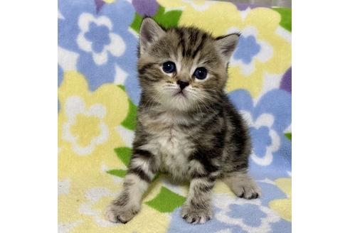 成約済の神奈川県のマンチカン-15423の5枚目