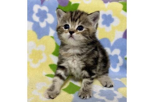 成約済の神奈川県のマンチカン-15423の3枚目