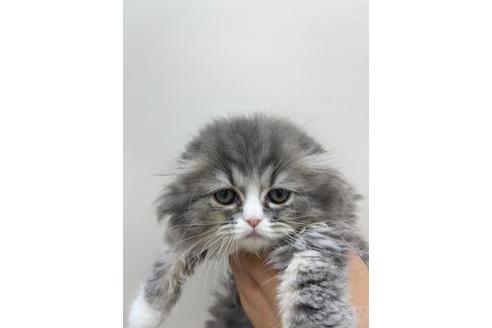 成約済の東京都のスコティッシュフォールド-15439の2枚目