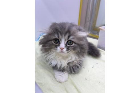 成約済の東京都のスコティッシュフォールド-15439の1枚目