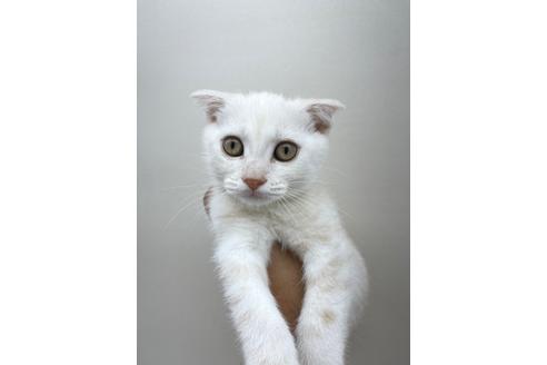 成約済の東京都のスコティッシュフォールド-15441の2枚目