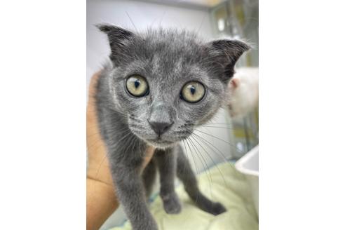 成約済の東京都のスコティッシュフォールド-15442