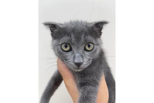 成約済の東京都のスコティッシュフォールド-15442の2枚目