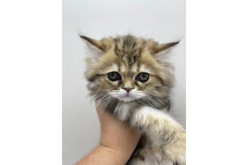 成約済の東京都のエキゾチックロングヘア-15440の1枚目