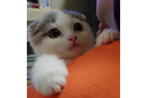 成約済の愛知県のスコティッシュフォールド-15182