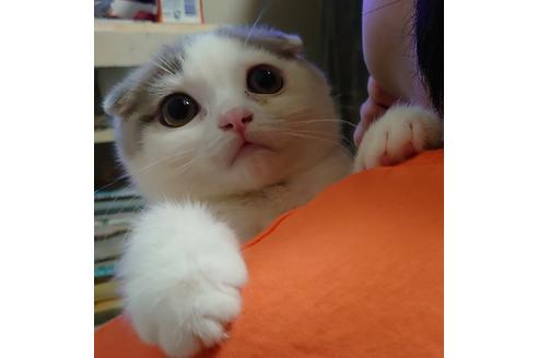 成約済の愛知県のスコティッシュフォールド-15182の3枚目