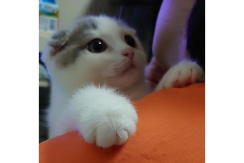 成約済の愛知県のスコティッシュフォールド-15182の2枚目